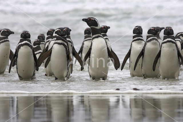 Magelhaenpinguin (Spheniscus magellanicus)