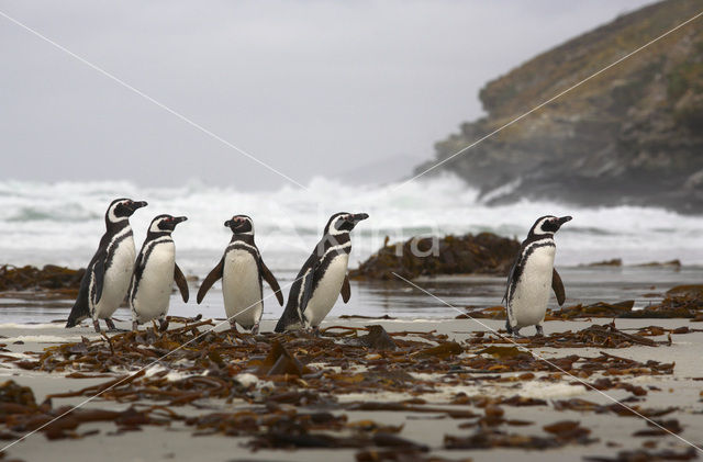 Magelhaenpinguin (Spheniscus magellanicus)