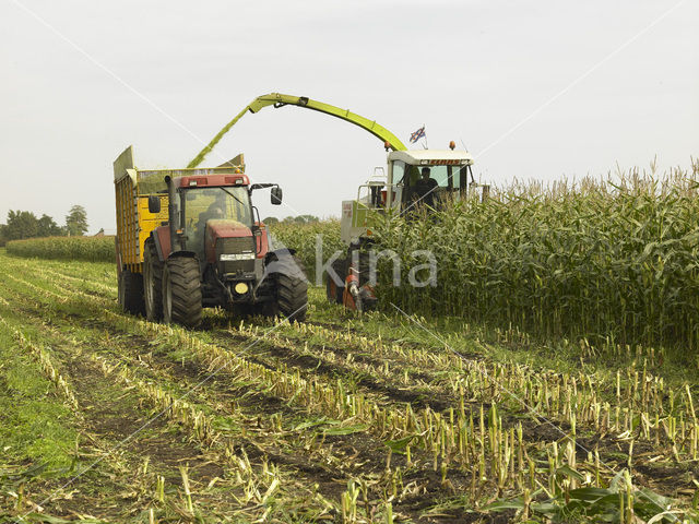 Mais (Zea mays)