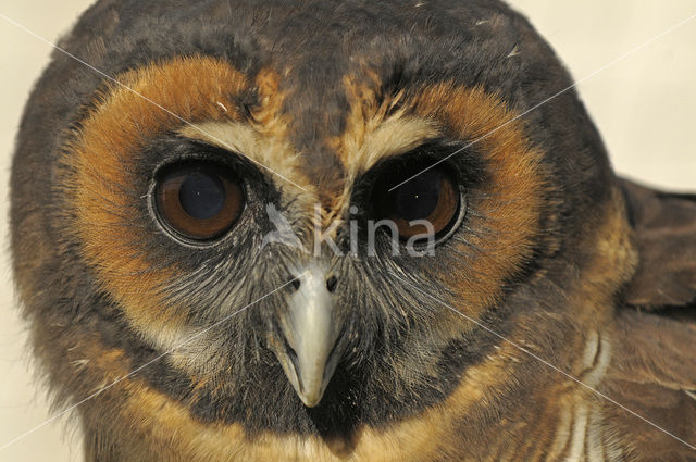 Maleise bosuil (Strix seloputo)