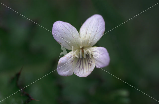 Melkviooltje (Viola persicifolia)