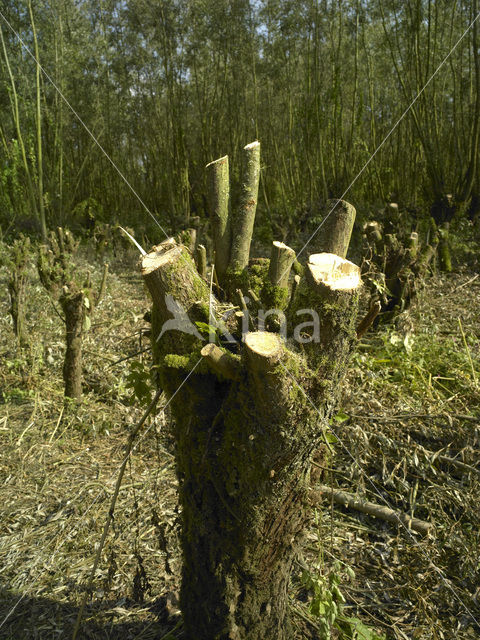 Nationaal Park de Biesbosch