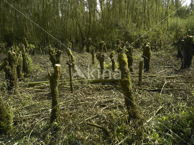 Nationaal Park de Biesbosch