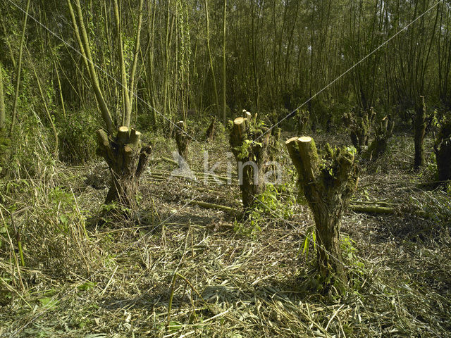 Nationaal Park de Biesbosch