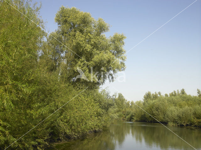 Nationaal Park de Biesbosch