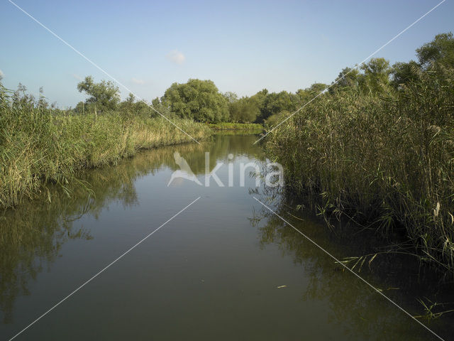 Nationaal Park de Biesbosch