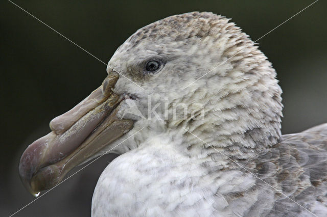 Noordelijke Reuzenstormvogel (Macronectes halli)