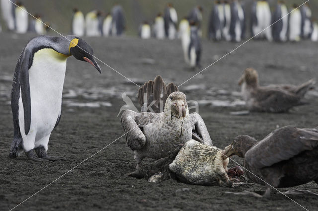 Noordelijke Reuzenstormvogel (Macronectes halli)