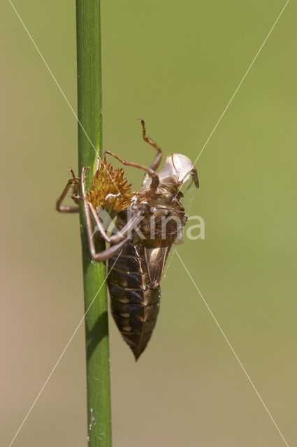 Noordse witsnuitlibel (Leucorrhinia rubicunda)