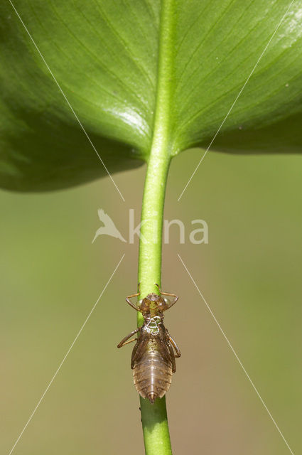 Noordse witsnuitlibel (Leucorrhinia rubicunda)