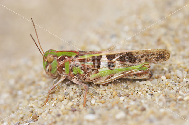 Oedaleus decorus