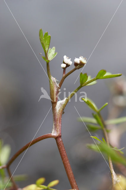 Ondergedoken moerasscherm (Apium inundatum)