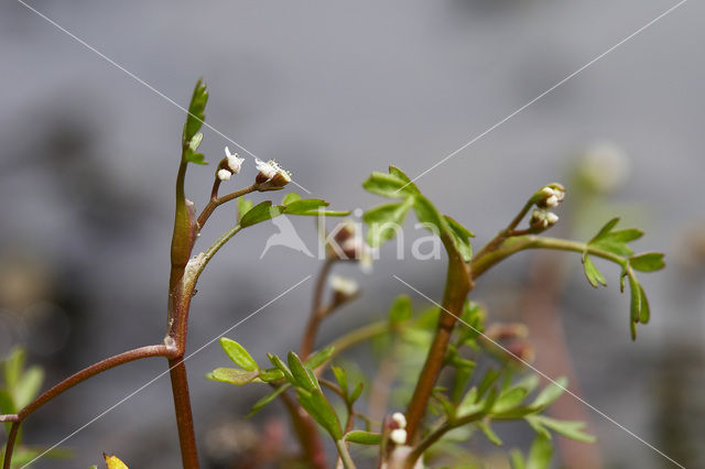 Ondergedoken moerasscherm (Apium inundatum)