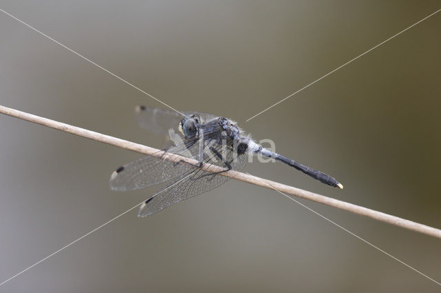 Oostelijke witsnuitlibel (Leucorrhinia albifrons)