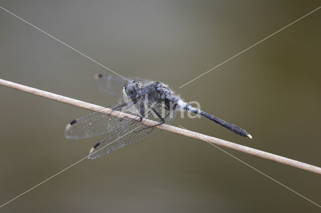 Oostelijke witsnuitlibel (Leucorrhinia albifrons)