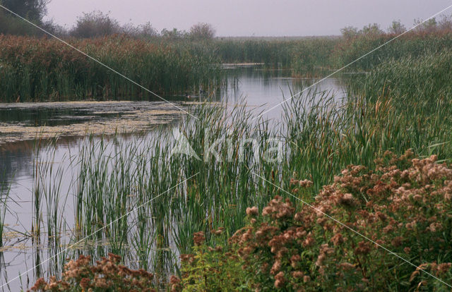 Oostvaardersplassen