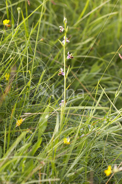 Ophrys santonica