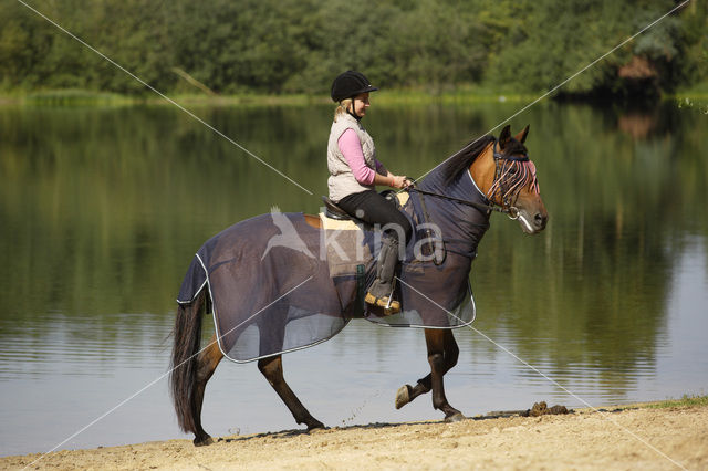 Paard (Equus spp)