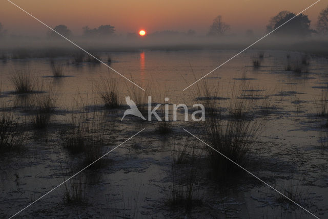 Purple Moor-grass (Molinia caerulea)