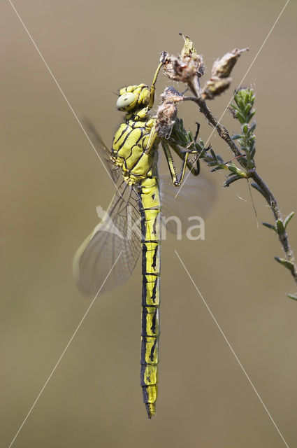 Plasrombout (Gomphus pulchellus)