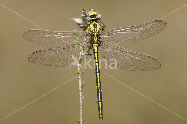 Plasrombout (Gomphus pulchellus)