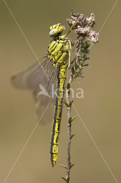 Plasrombout (Gomphus pulchellus)