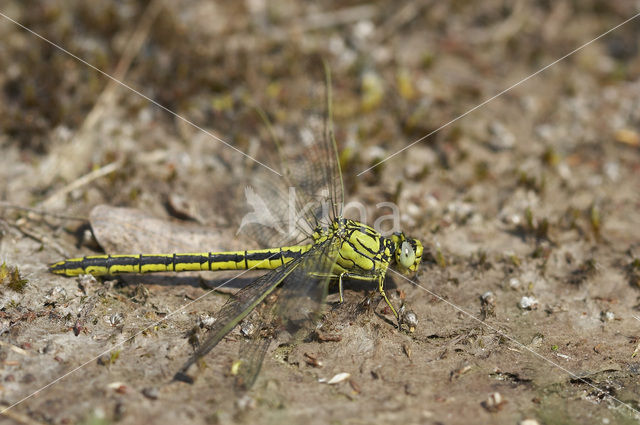 Plasrombout (Gomphus pulchellus)