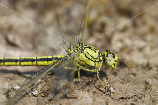 Plasrombout (Gomphus pulchellus)