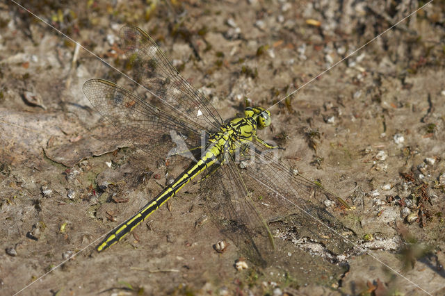 Plasrombout (Gomphus pulchellus)