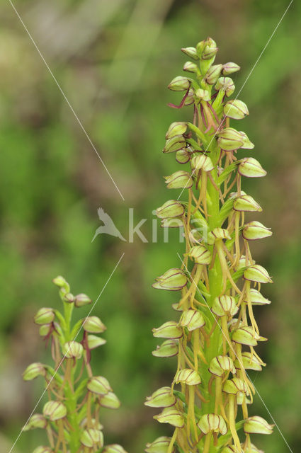 Poppenorchis (Aceras anthropophorum)