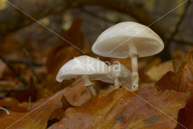 Porseleinzwam (Oudemansiella mucida)