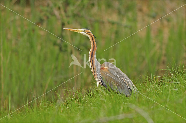 Purperreiger (Ardea purpurea)