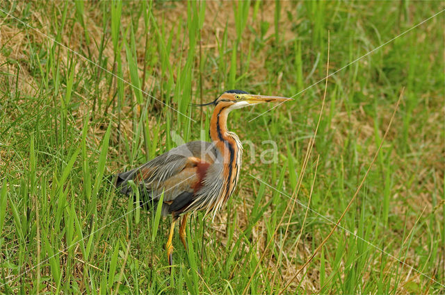 Purperreiger (Ardea purpurea)