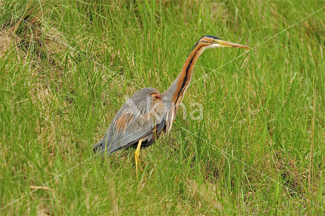 Purperreiger (Ardea purpurea)