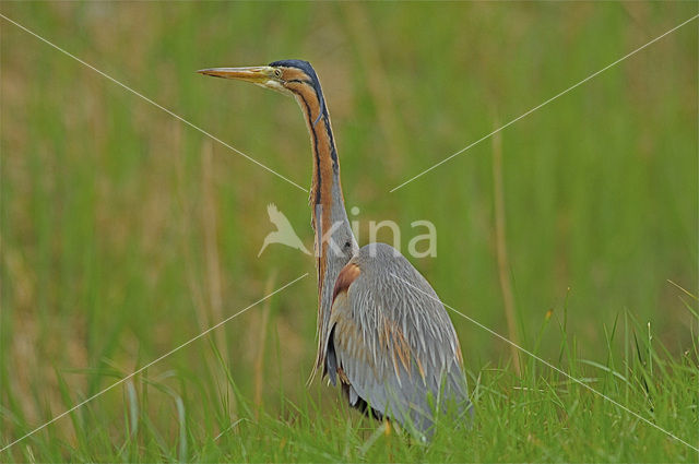 Purperreiger (Ardea purpurea)