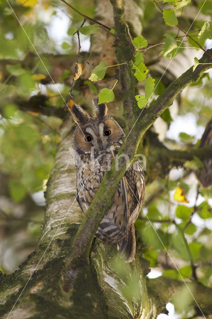 Ransuil (Asio otus)