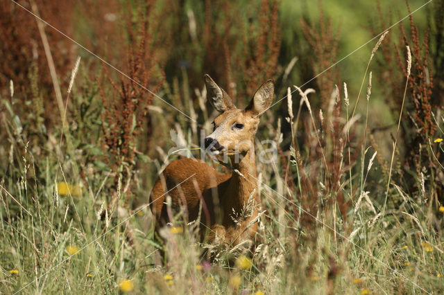 Ree (Capreolus capreolus)