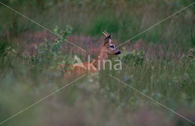 Ree (Capreolus capreolus)