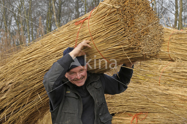 Riet (Phragmites australis)