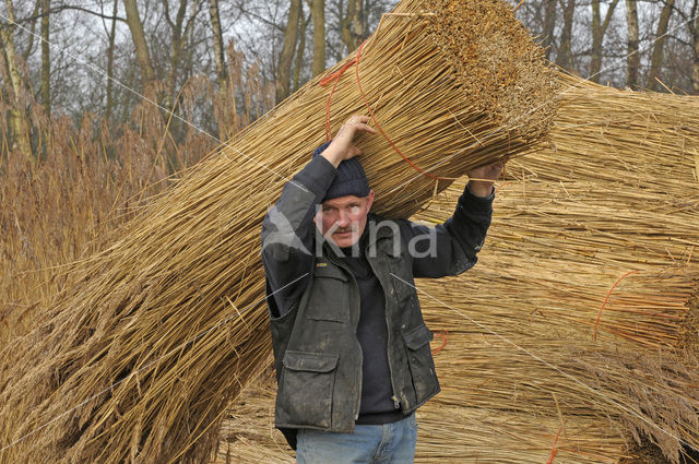 Riet (Phragmites australis)