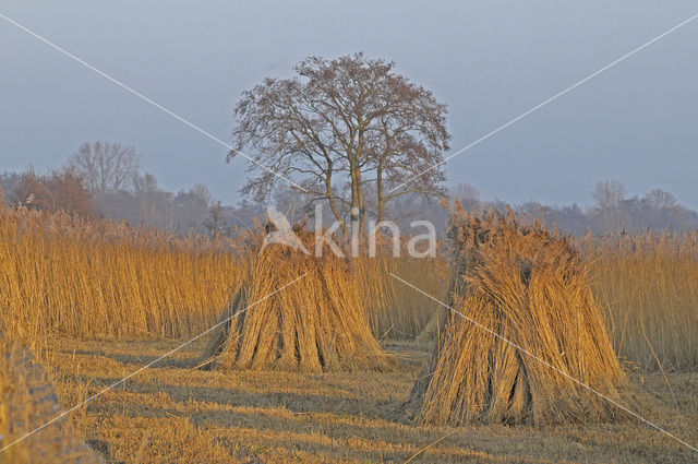 Riet (Phragmites australis)