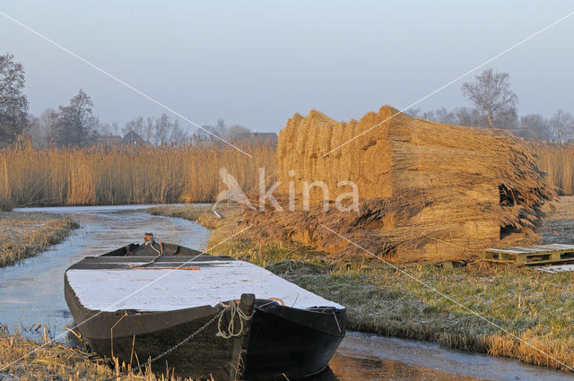 Riet (Phragmites australis)