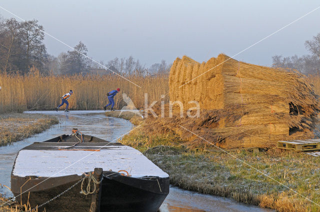 Riet (Phragmites australis)