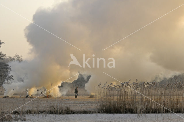 Riet (Phragmites australis)