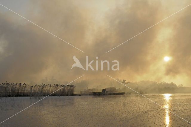 Riet (Phragmites australis)