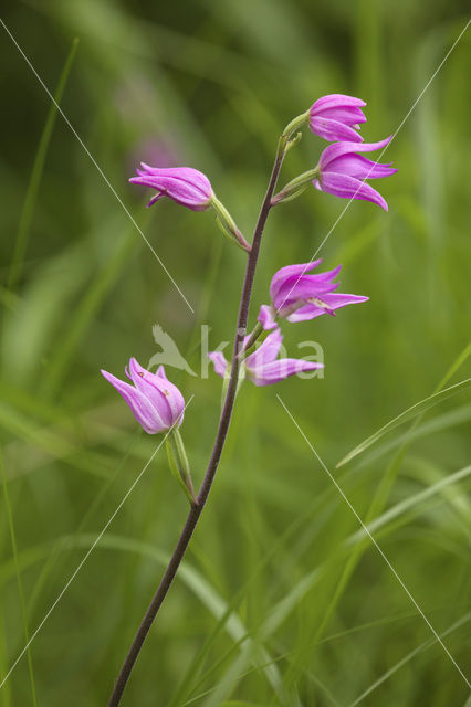 Rood bosvogeltje (Cephalanthera rubra)