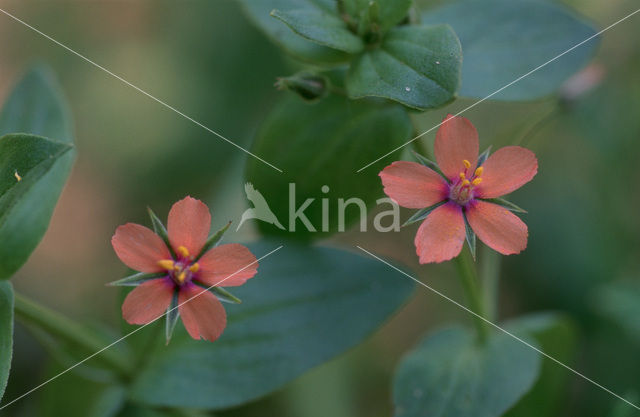 Scarlet Pimpernel (Anagallis arvensis subsp. arvensis)