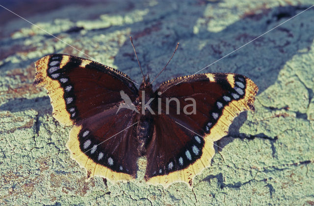 Camberwell Beauty (Nymphalis antiopa)