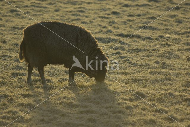 Schaap (Ovis domesticus)