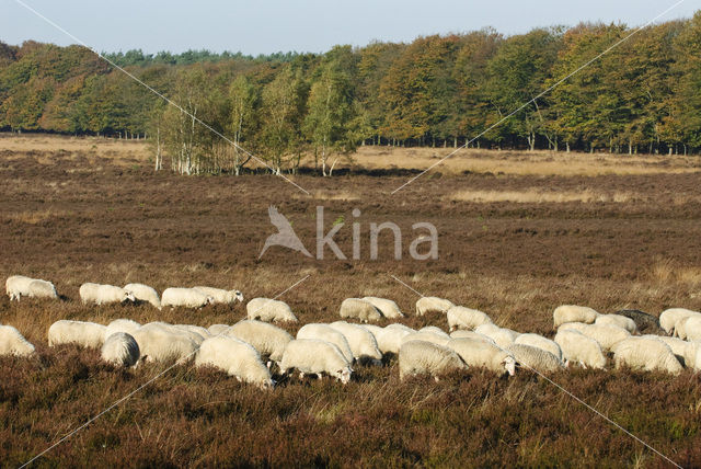 Schaap (Ovis domesticus)